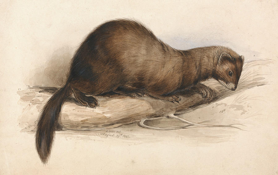 Weasel | Luck dog Wiki | Fandom