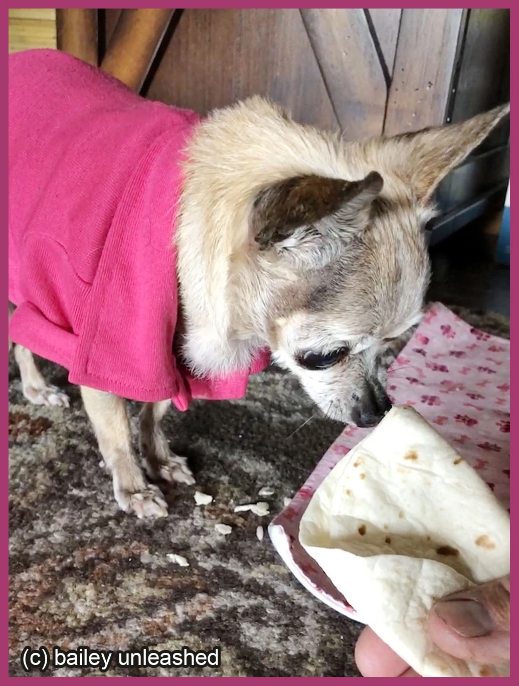 Quesadilla the chihuahua Luck dog Wiki Fandom