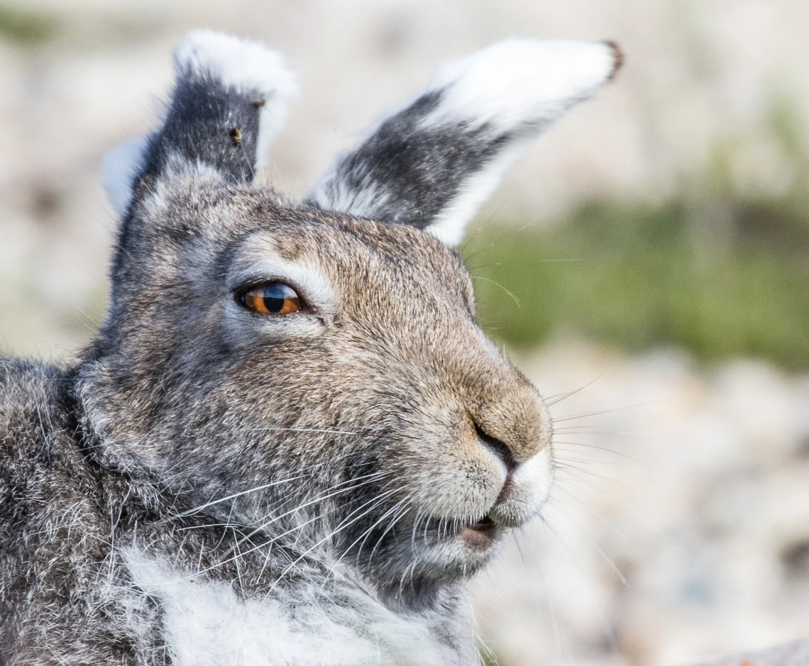 Arctic Hare | Luck dog Wiki | Fandom
