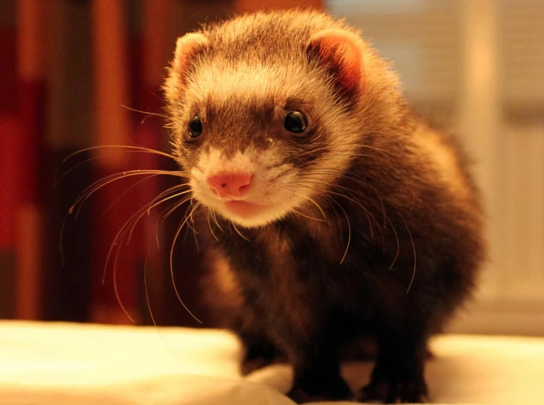 Skeeter the Cinnamon Ferret Luck dog Wiki Fandom