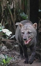 Zorro | Luck dog Wiki | Fandom