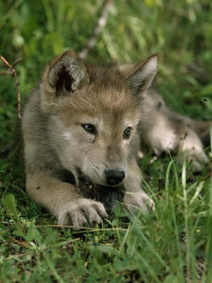 Wolf cub | Luck dog Wiki | Fandom