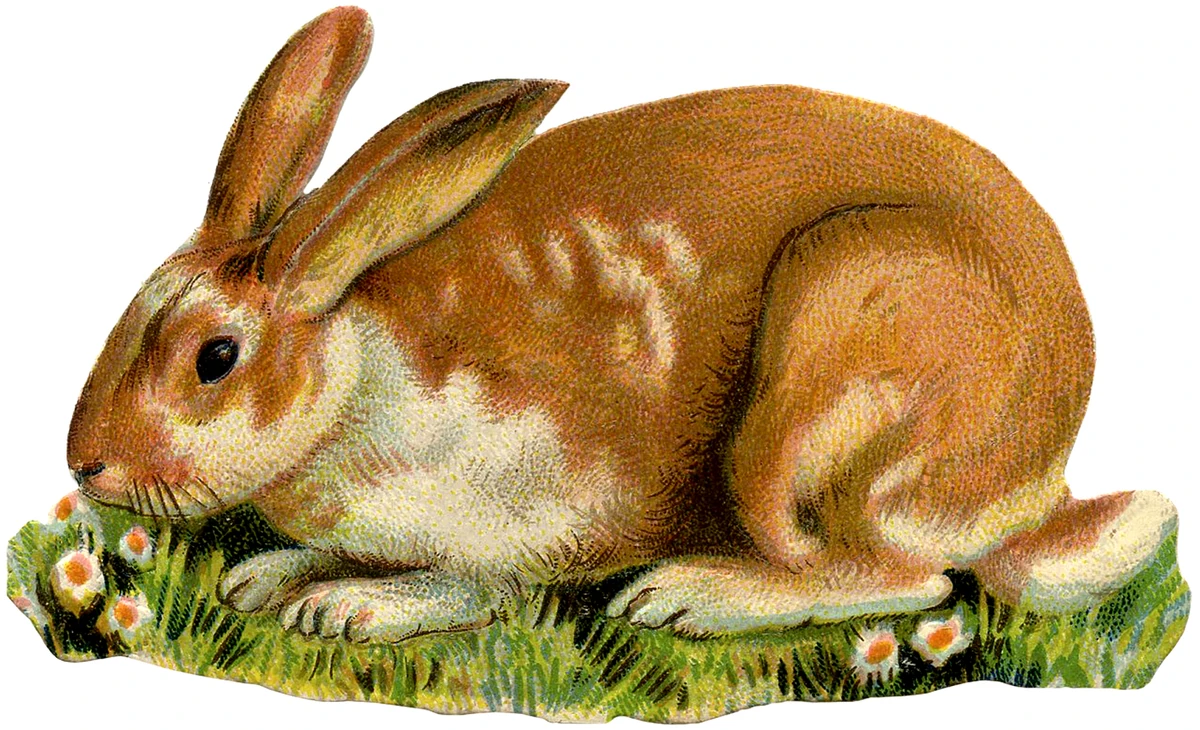 Taco the rabbit | Luck dog Wiki | Fandom