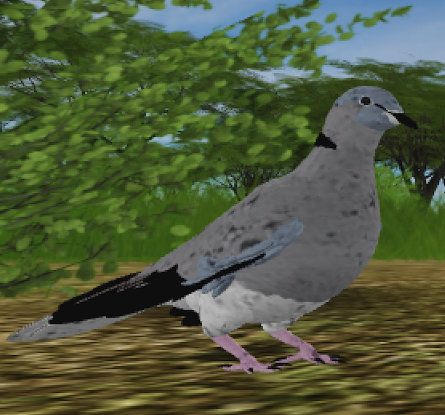 Cape Turtle Dove Roblox Wild Savannah Wiki Fandom - roblox wild savannah testing