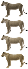 African Lion Roblox Wild Savannah Wiki Fandom - roblox wild savannah how to pounce