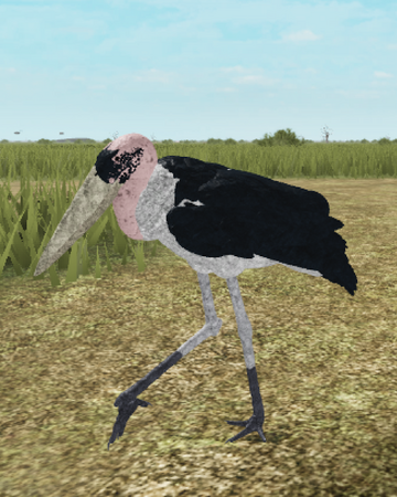 Marabou Stork Roblox Wild Savannah Wiki Fandom - wild savannah roblox how to grab