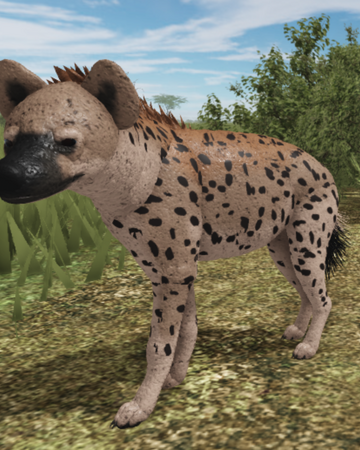 Spotted Hyena Roblox Wild Savannah Wiki Fandom - roblox wild savannah testing