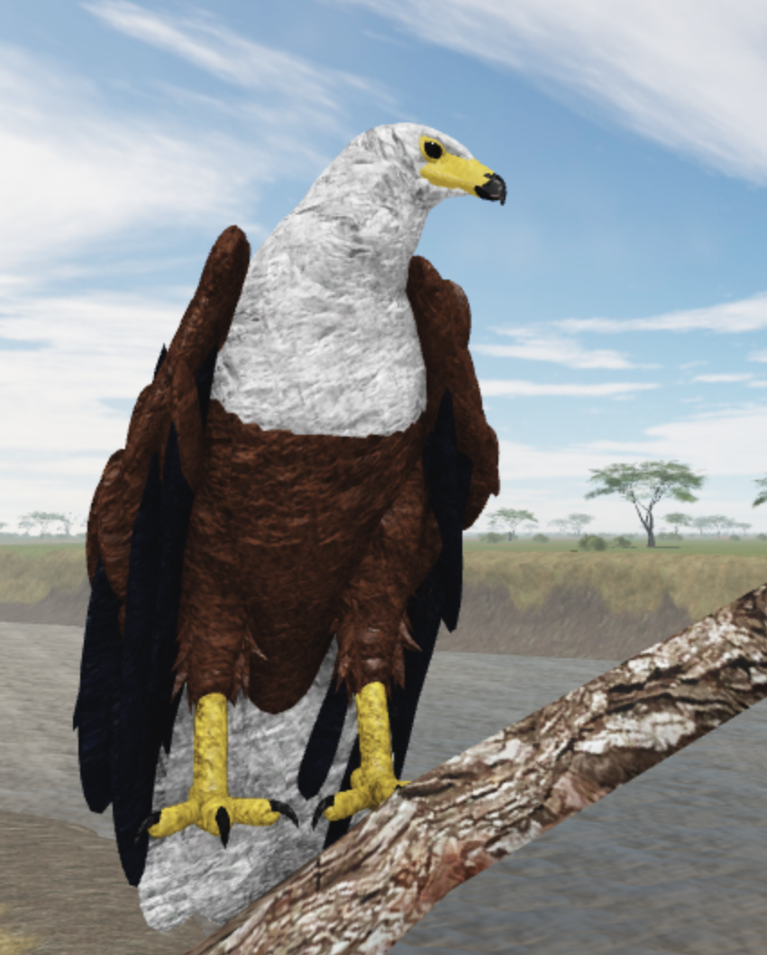 African Fish Eagle Roblox Wild Savannah Wiki Fandom - roblox wild savannah documentary