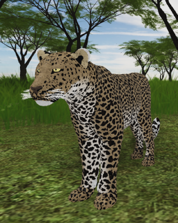 African Leopard Roblox Wild Savannah Wiki Fandom - roblox wild savanna lion attackszx