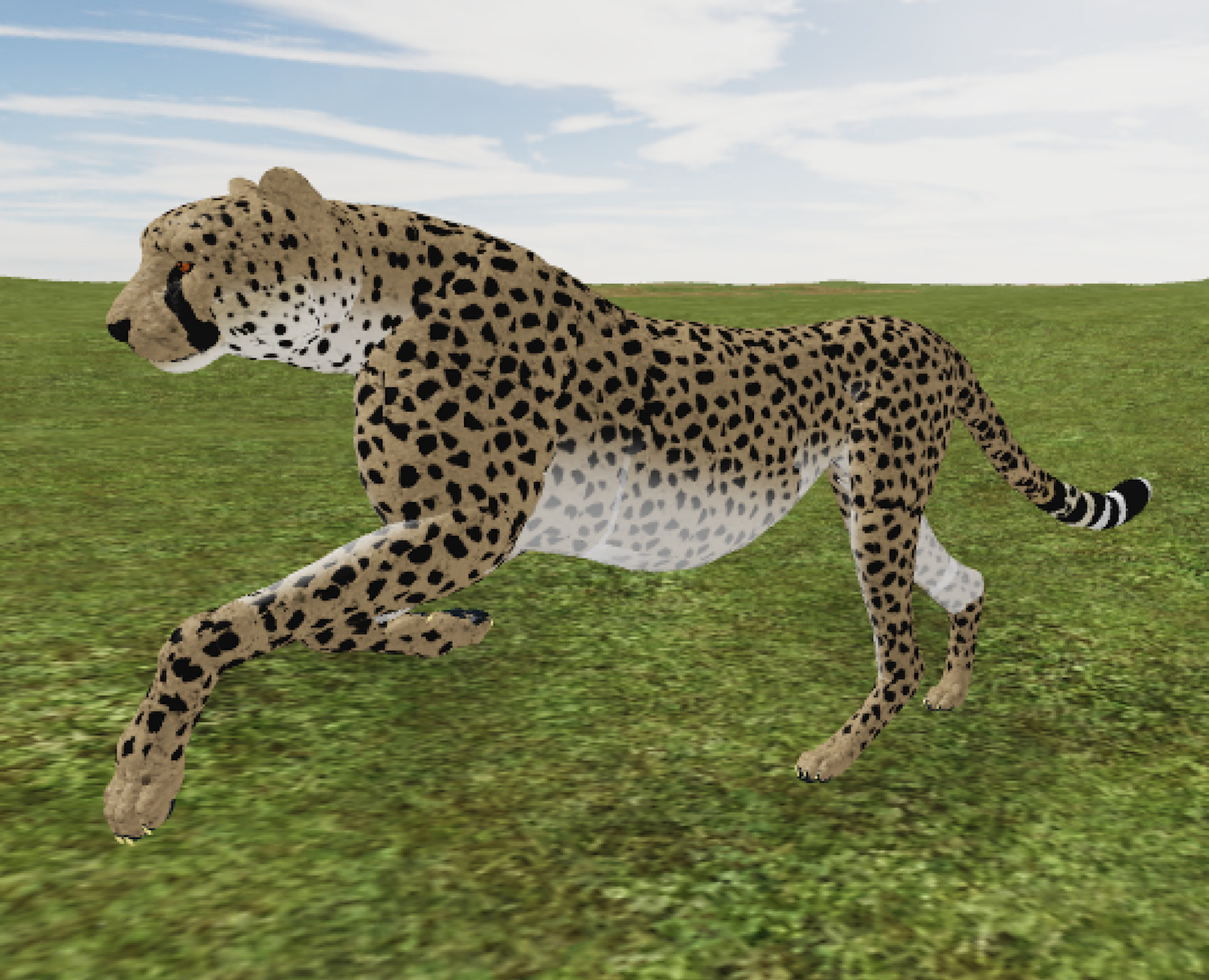 African Cheetah Roblox Wild Savannah Wiki Fandom - roblox testing a wild savannah controls