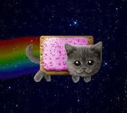 Nyan cat