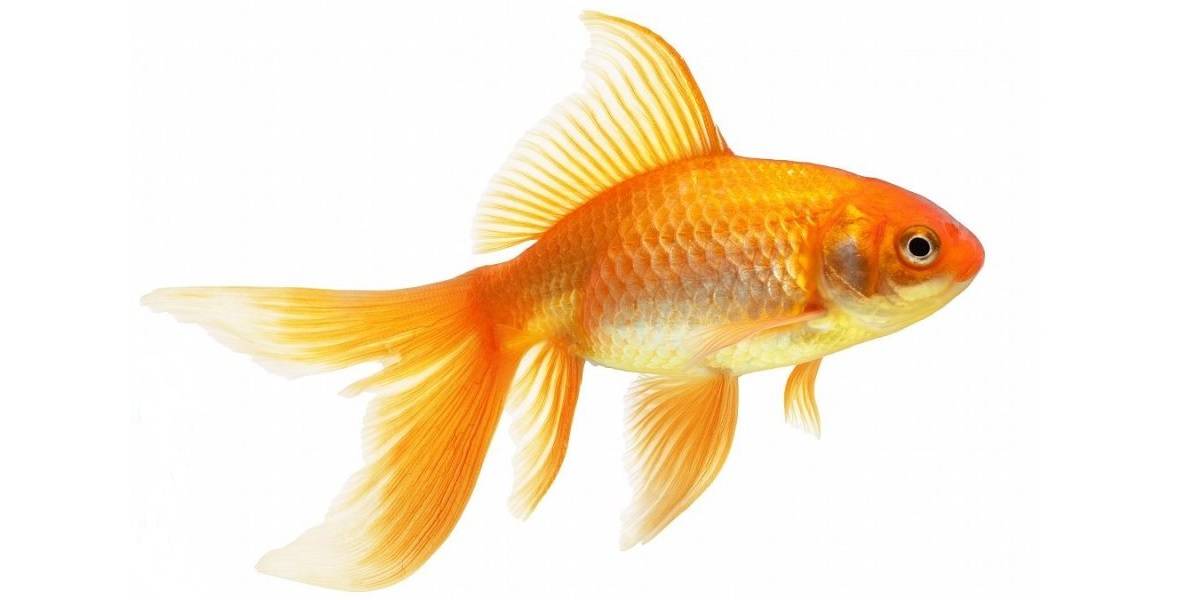 Рыба золотая картинка для детей