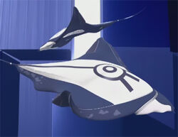 Manta.jpg