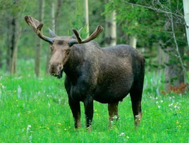 Elk