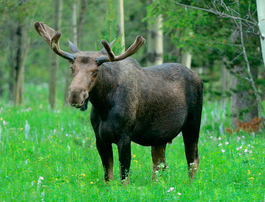 Лось животное. Лось Республики Марий Эл. Лось в Марий Эл. Европейский Лось. Восточносибирский Лось.