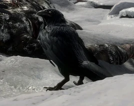 Raven
