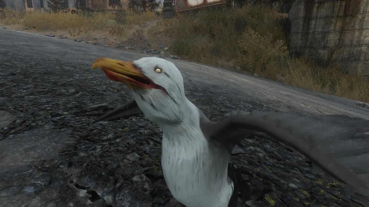 Любопытная чайка. Чайка сэм. Морские птицы. Чайку 2. Две чайки.