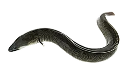 Eel