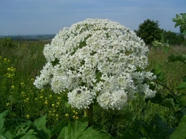 Hogweed