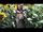 Beautiful Mess (Kasey Chambers)