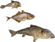 Виды рыб (Metro: Last Light/Metro Exodus)