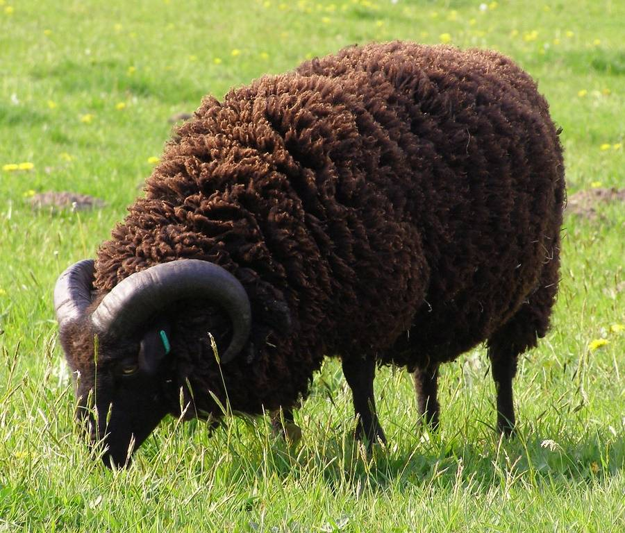 Овцы черного цвета. Баран каракульской породы. Каракульская порода. Каракульская овца коричневая. Баран Эдельбай порода.
