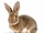 Кролик (существо)