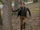 Golden Lancehead + Venom + Pole Vault + Blood + Baggage