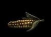 Sweetcorn