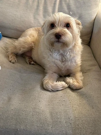 Ivy | MackenzieZiegler Wiki | Fandom