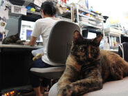 Another cat lounging in the studio.