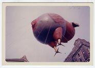 Gorgeous Gobbler's head was deflated in 1961.