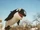 Baby Shamu/Gallery