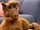 ALF