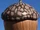 Acorn