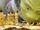 Shrek/Gallery