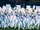 Flower Mound High School Marching Band