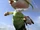 Chicken Little/Gallery