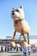 Trixie the bouncing dog at balloonfest 2016.