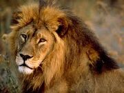 African lion