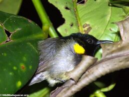 Sleeping sunbird