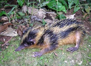 Tenrec