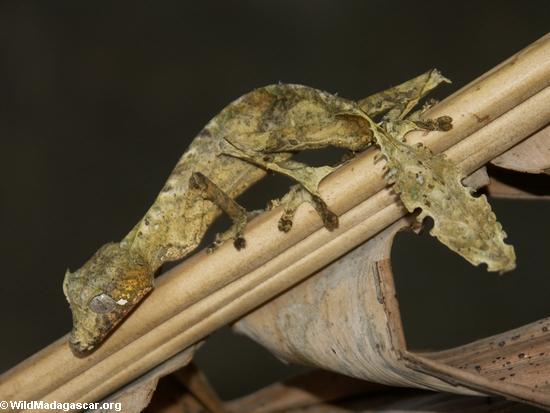 Reptiles of Madagascar | Madagascar Wiki | Fandom
