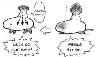 Nanachi's explanation on the symbiotic relationship between the Takeguma and the water shrooms