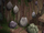 Poriyon's Workshop/Image Gallery