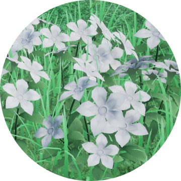 ABYSS FLOWER モノクロ少女の憂鬱 GILDIA Eternal Fortunes | Made in Abyss Wiki | Fandom