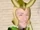 Loki