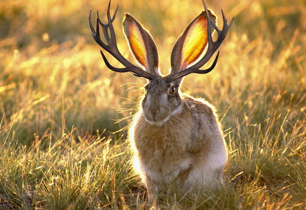 Pin on животные Animals, Rabbit