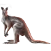 Item westernaustraliankangaroo 01