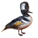 Item hoodedmerganser 01